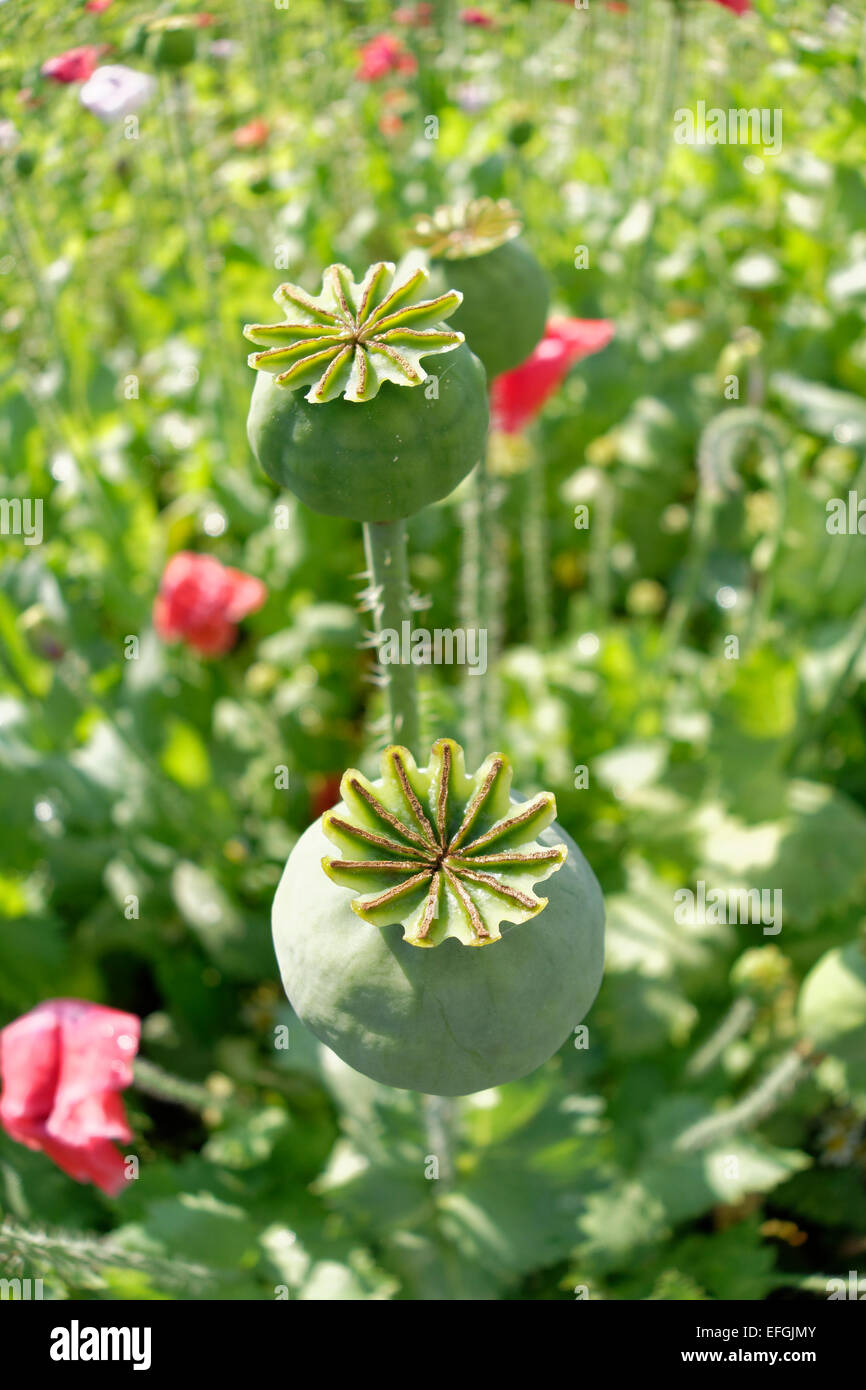 Seed vessel, Opium Poppy (Papaver somniferum), 'Waldviertler Graumohn', Lower Austria, Austria Stock Photo