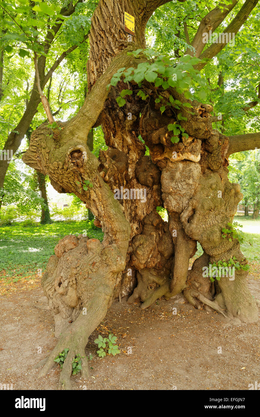 Old lime tree, a natural monument in the castle grounds, Pottendorf, Industrieviertel, Lower Austria, Austria Stock Photo