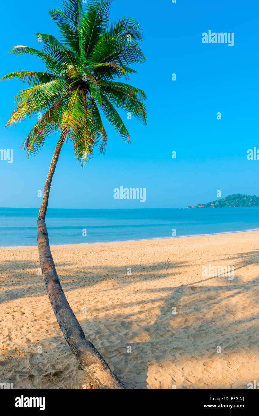 Vertical shot tropical palm hi-res stock photography and images - Alamy