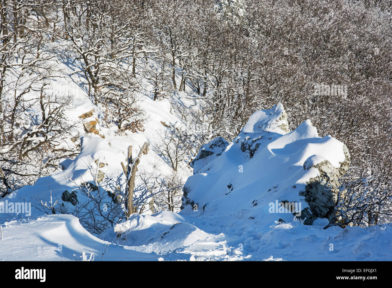 Rocks and deciduous forest in winter. Snowy scene. Stock Photo