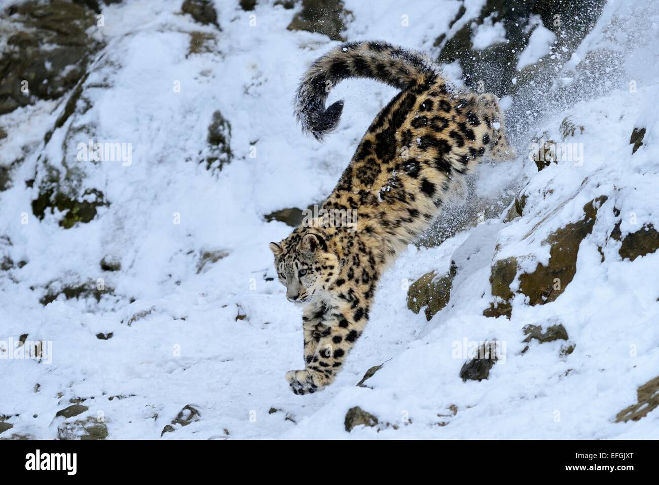 Snow Leopard (Panthera uncia), juvenile, jumping from snowy rock