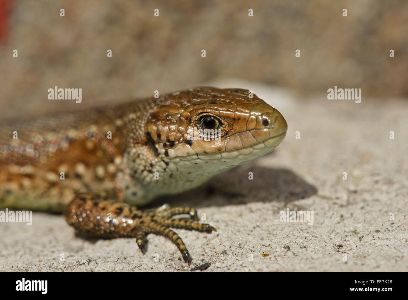 Common Lizard (Lacerta vivipara), (Lacertidae) Stock Photo