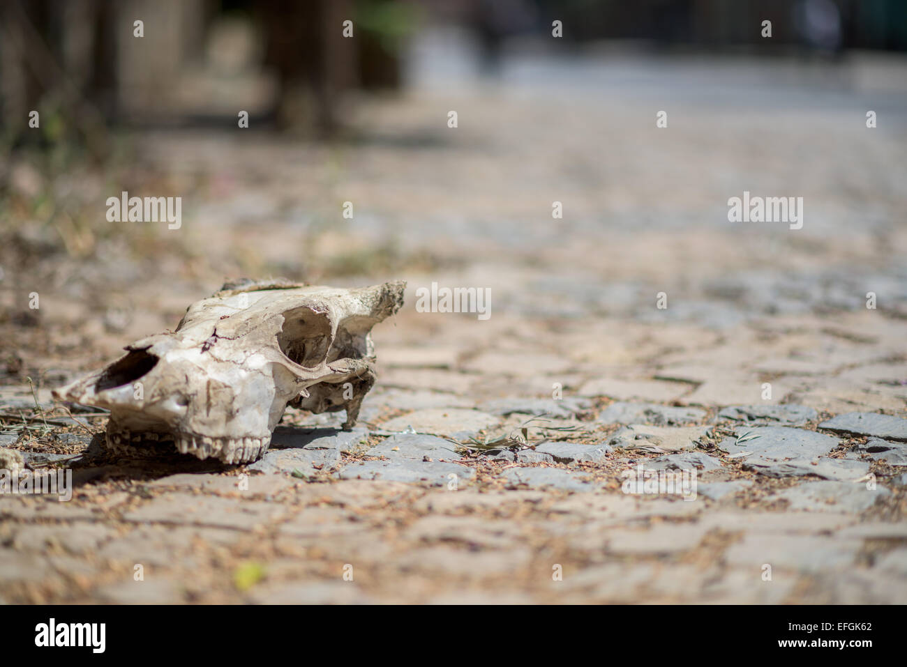 Skull on the cobblestone street in Ethiopia Stock Photo