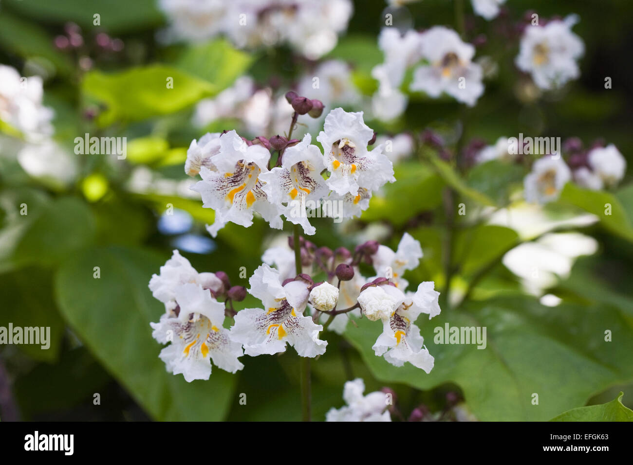 Catalpa bignonioides flower. Indian Bean Tree. Stock Photo