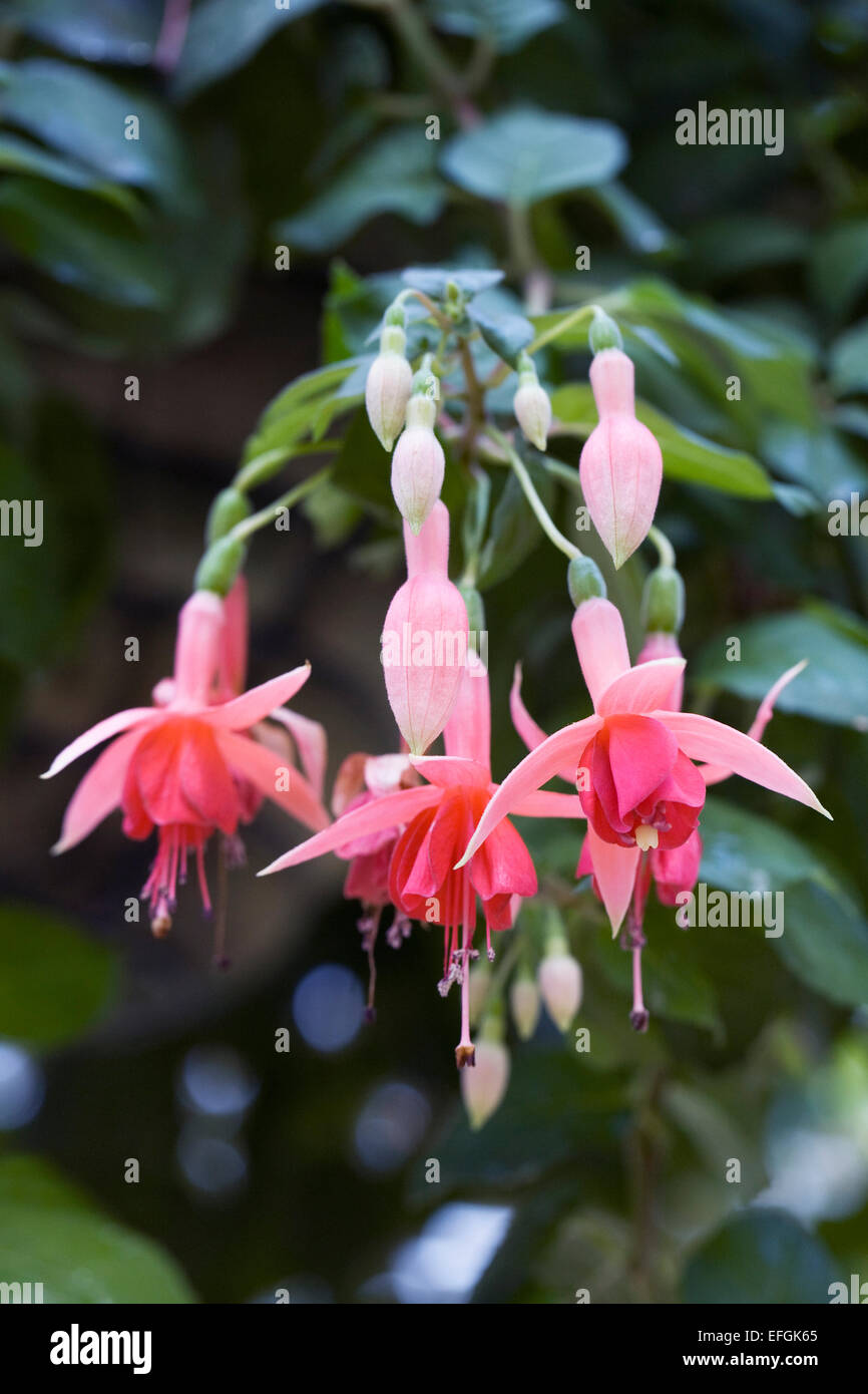Fuchsia Laura flowers Stock Photo - Alamy