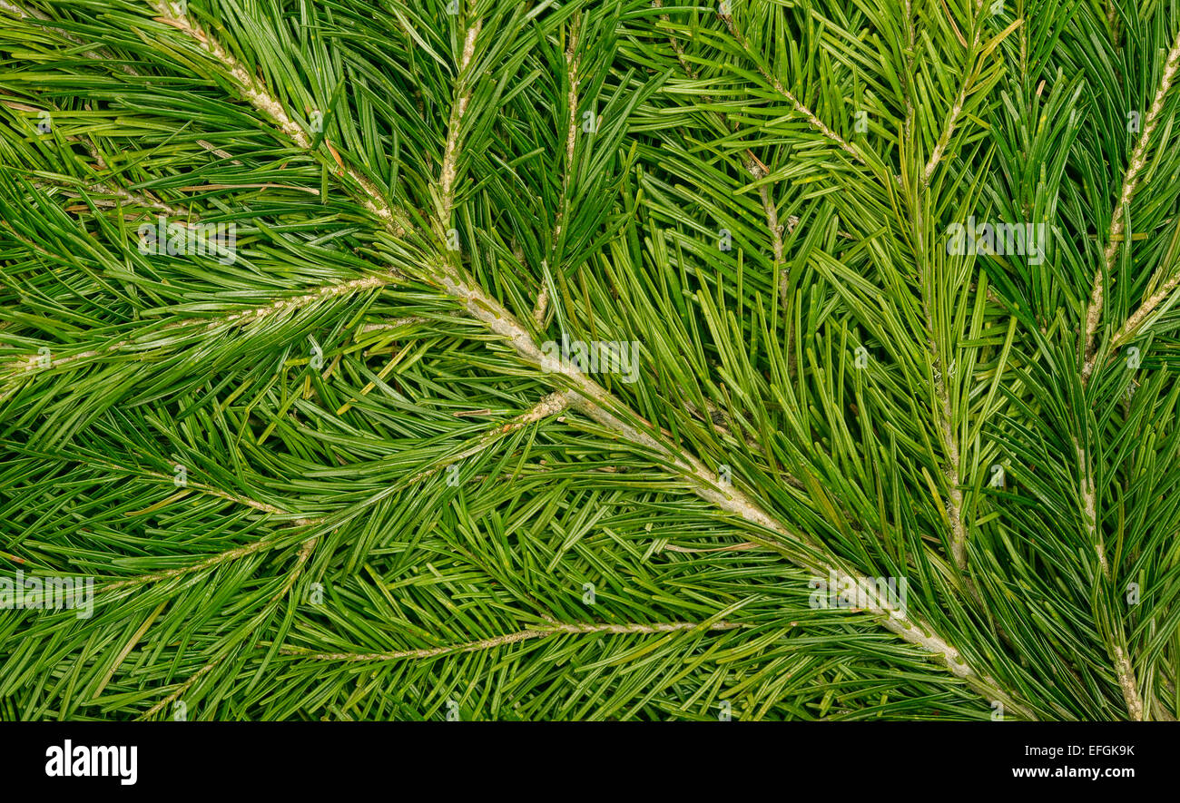 Close up of fir tree branches Stock Photo