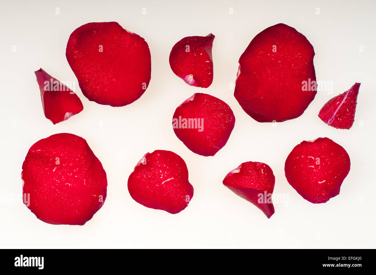 Wet rose petals hi-res stock photography and images - Alamy