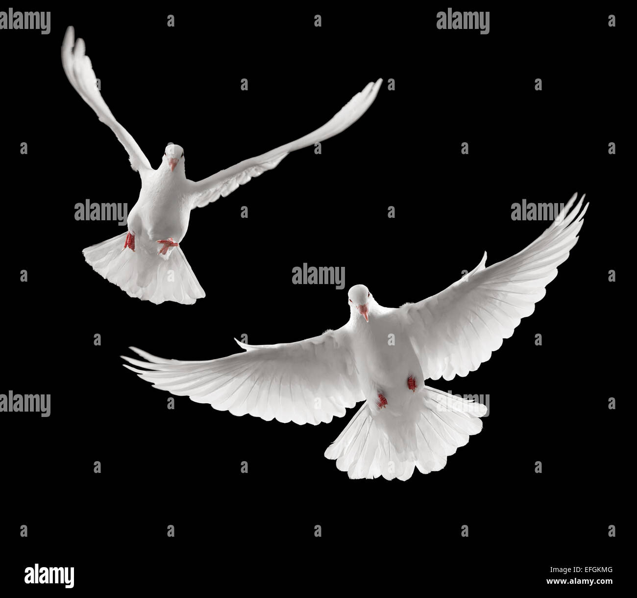 continuous shots of dove flying towards you Stock Photo