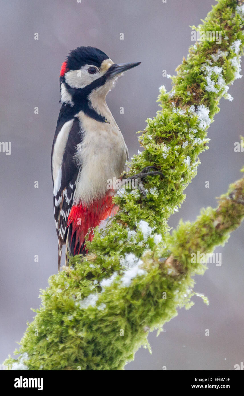 Great spotted woodpecker on a snow and moss covered branch.  Taken vertically on a winters day in Britain. Stock Photo