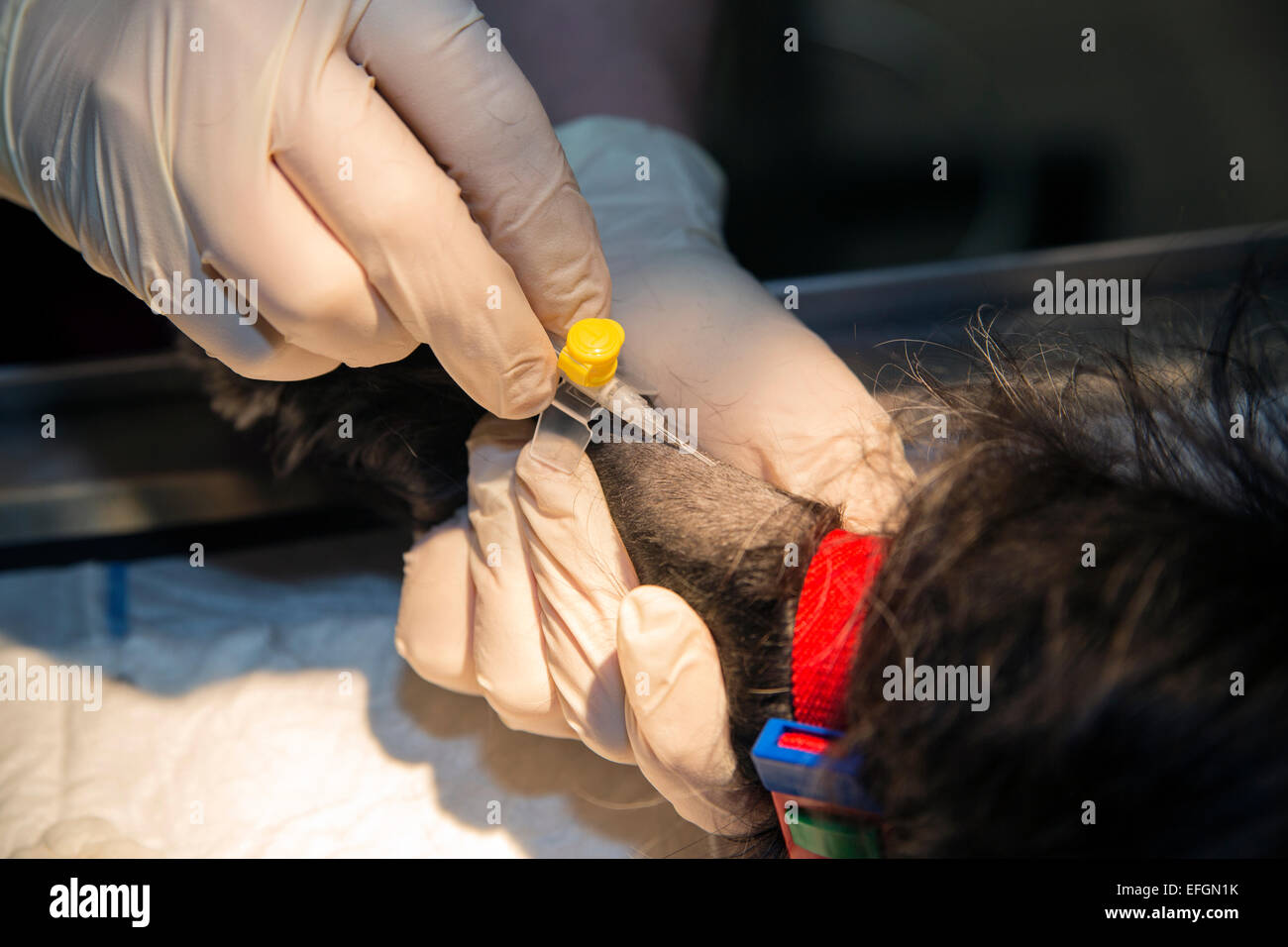 Treatment injection medical procedure for pets Stock Photo
