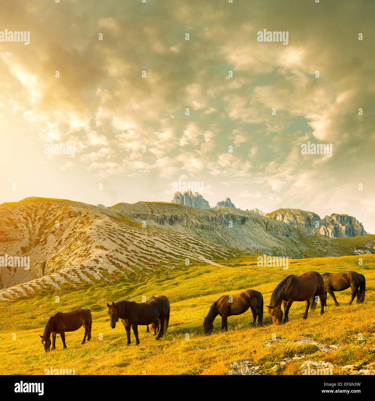 Beautiful mountain landscape horses hi-res stock photography and images ...