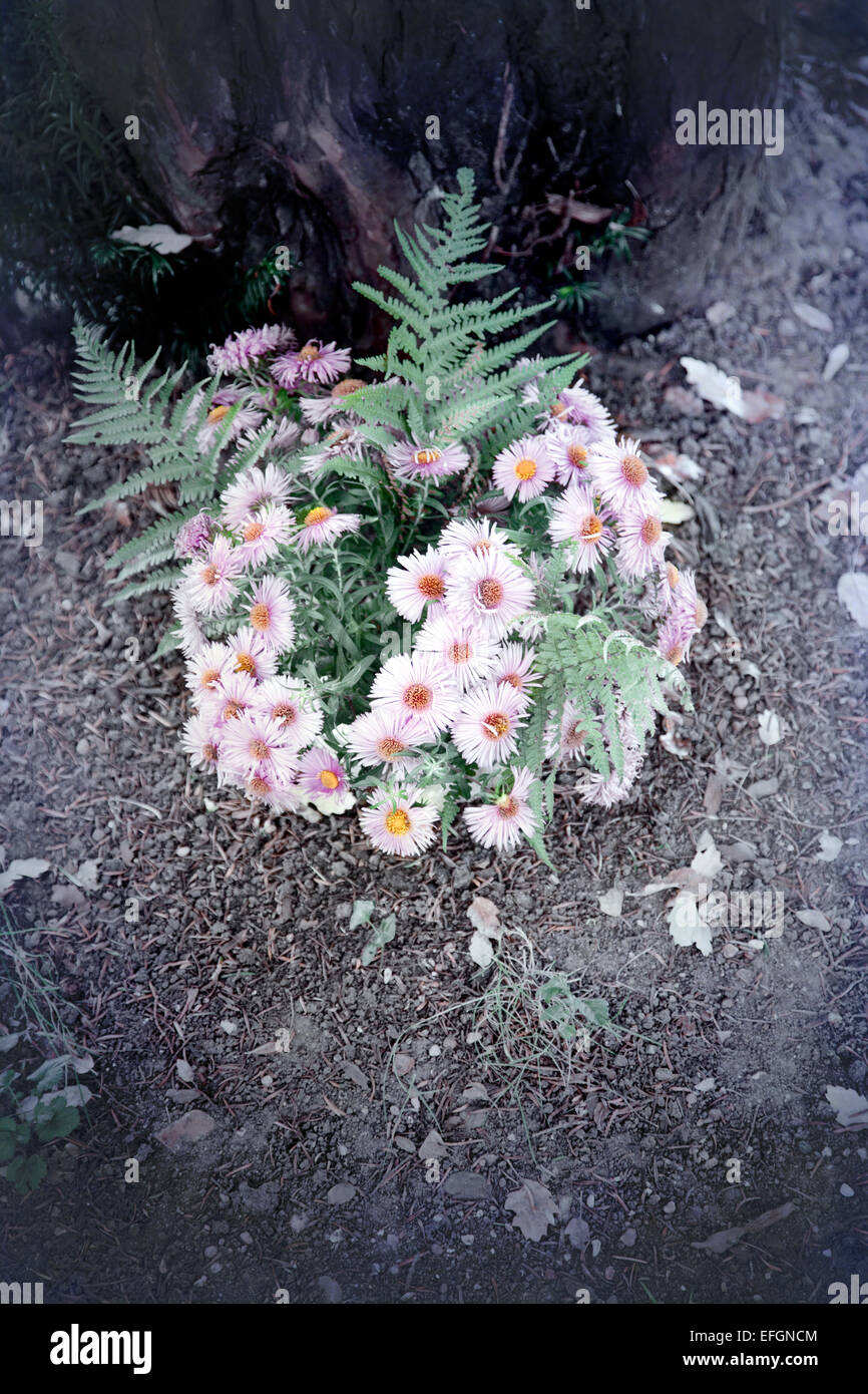 Daisy tree hires stock photography and images Alamy
