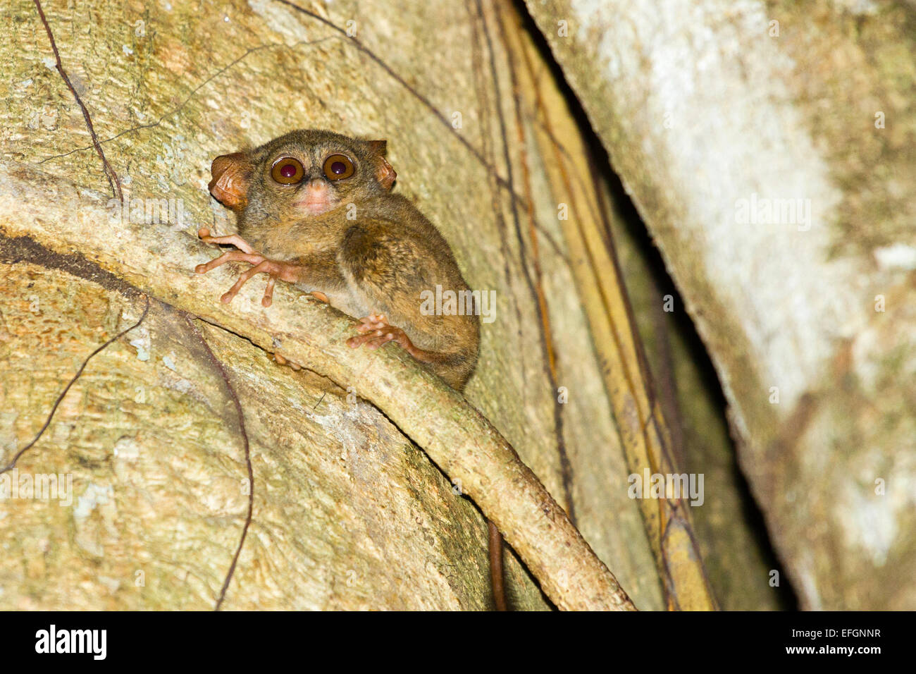 Spectral tarsier - Tarsius tarsier, Tangkoko Nature Reserve, North Sulawesi, Indonesia Stock Photo
