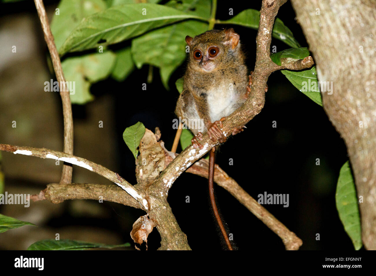 Spectral tarsier - Tarsius tarsier, Tangkoko Nature Reserve, North Sulawesi, Indonesia Stock Photo