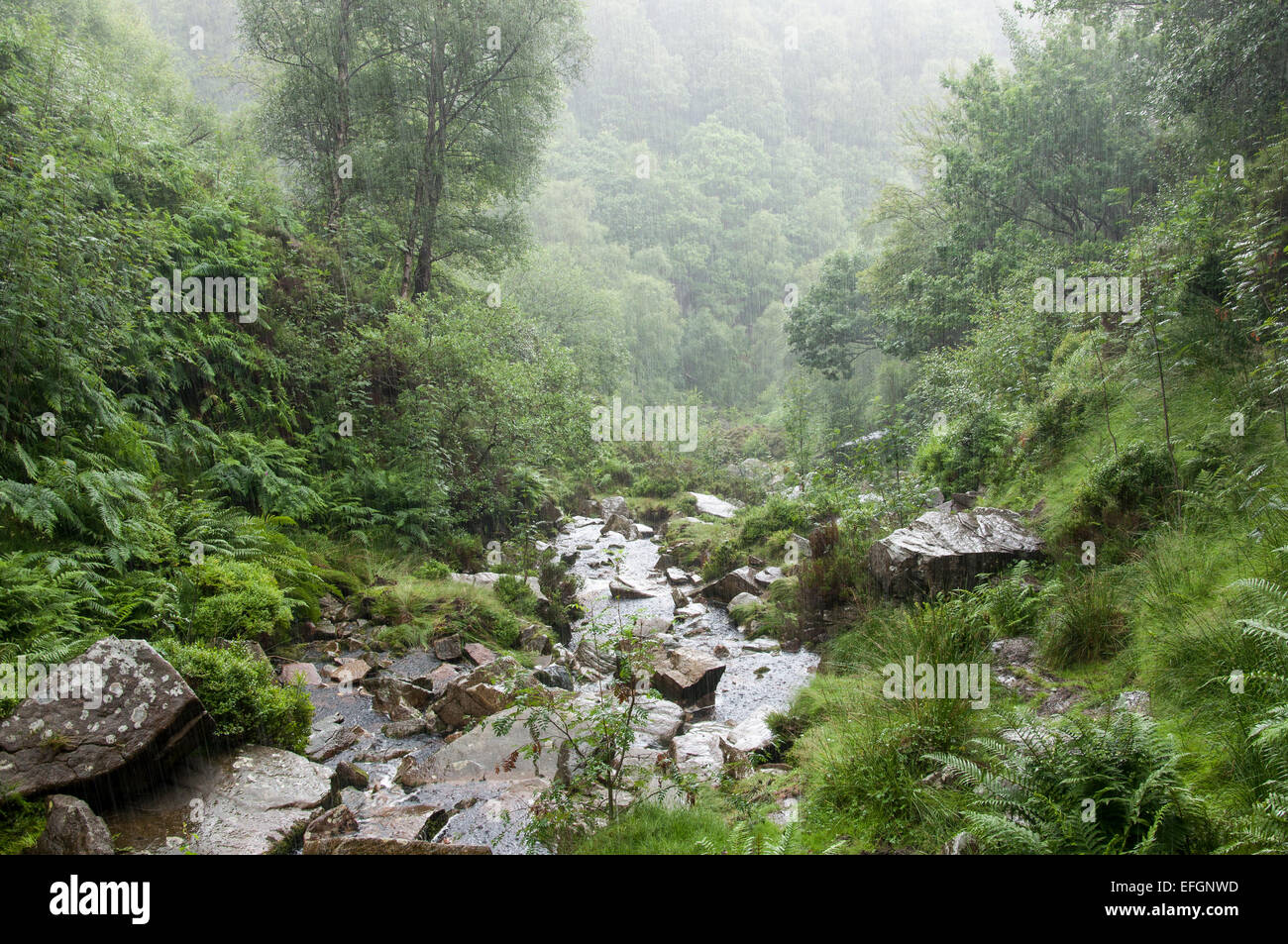 Heavy summer rain at Middle Black Clough in the Peak District, Derbyshire. A torrential downpour in a green wooded valley. Stock Photo