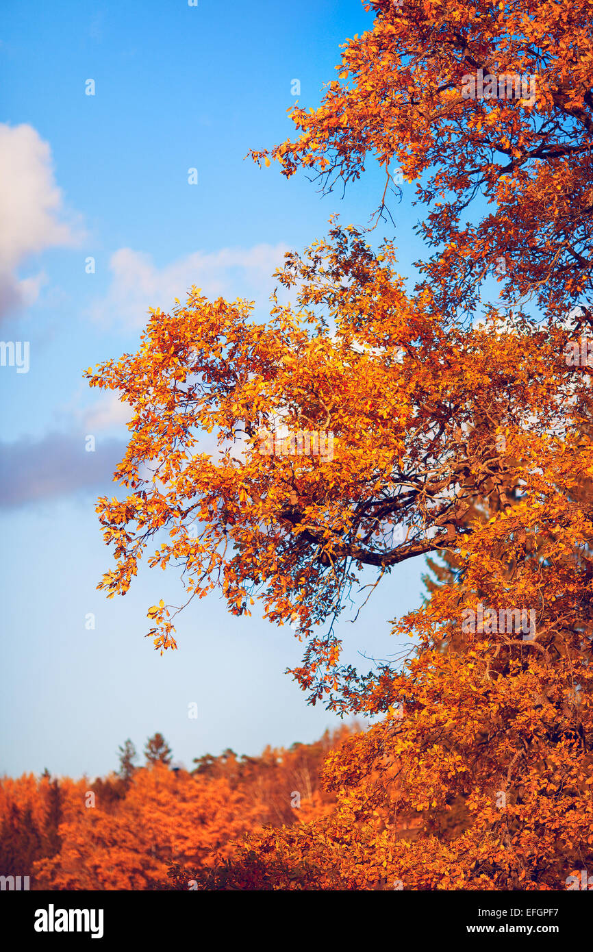 beautiful autumn oak tree at sunny day Stock Photo - Alamy