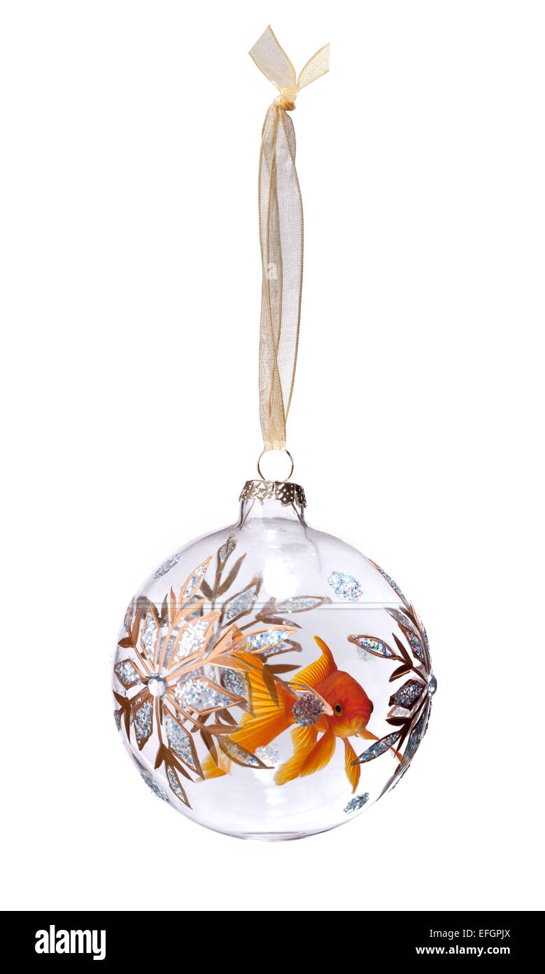 Goldfish swimming in a glass christmas tree bauble Stock Photo