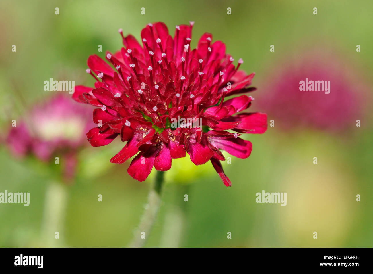 Macedonian Scabious or Widow Flower Knautia macedonica Stock Photo