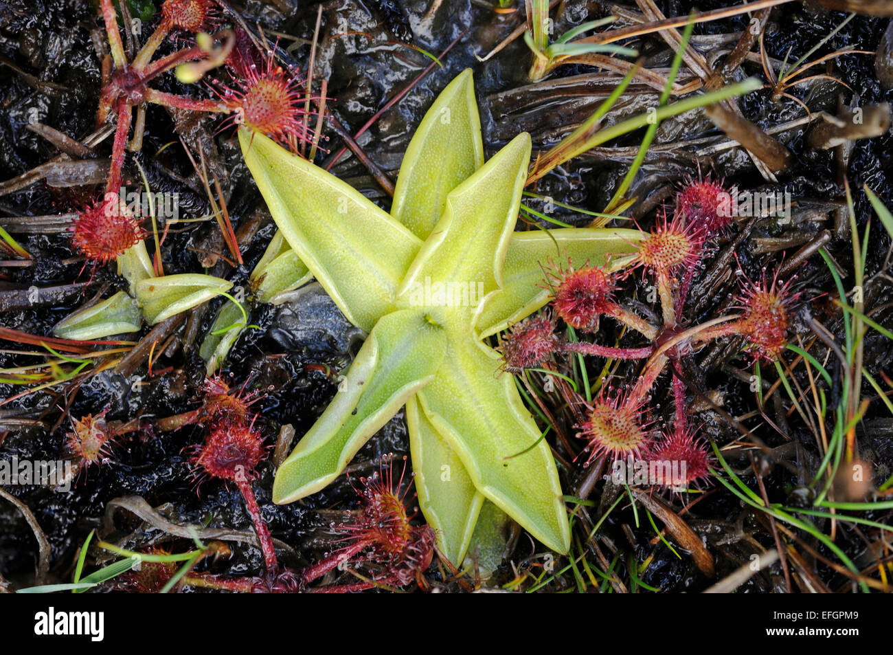 Looking down on RoundLeaved sundews and common butterwort growing in a