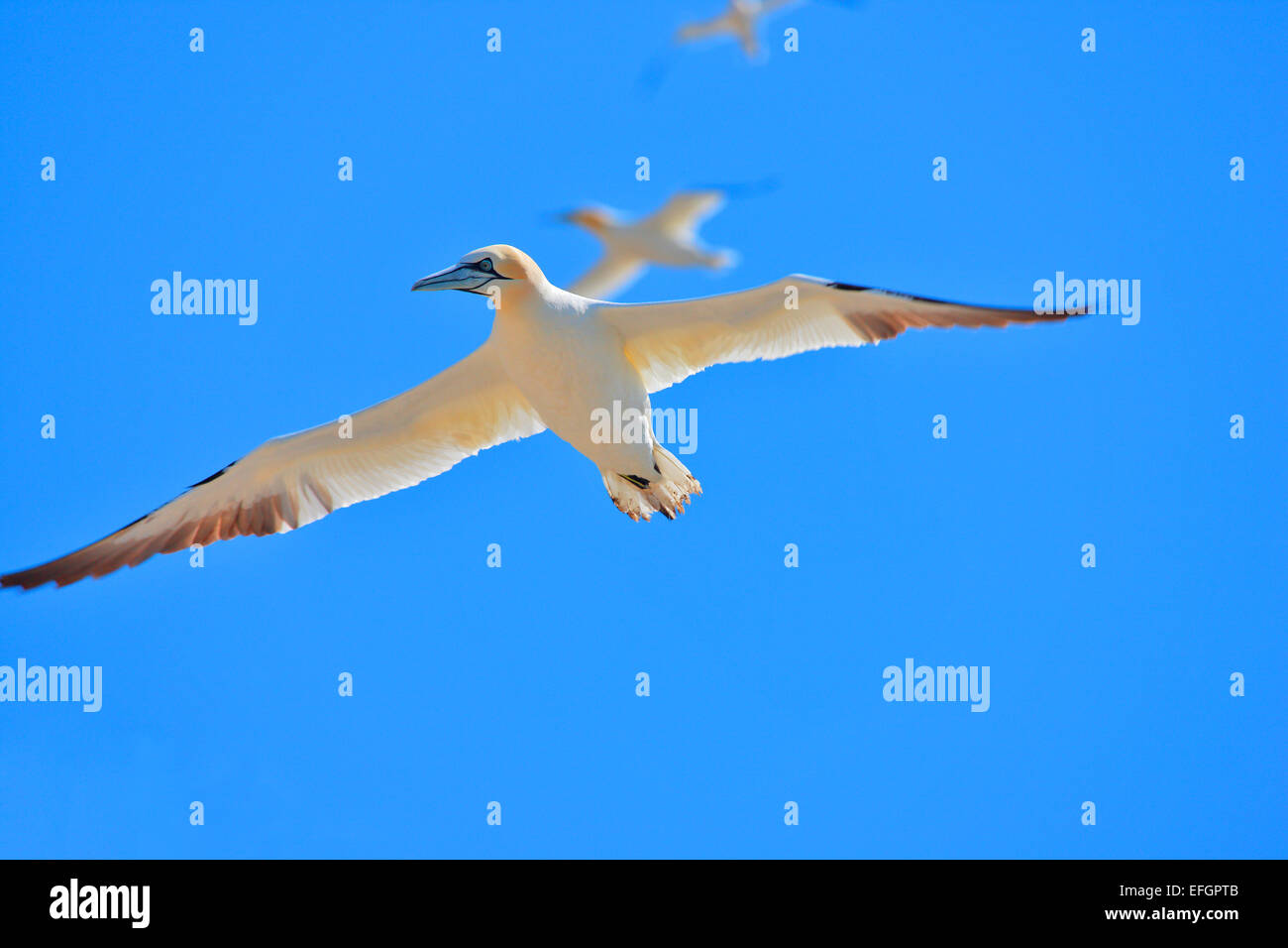 Gannets gliding in the clear blue sky above the Bass Rock in the Firth of Forth in Scotland Stock Photo