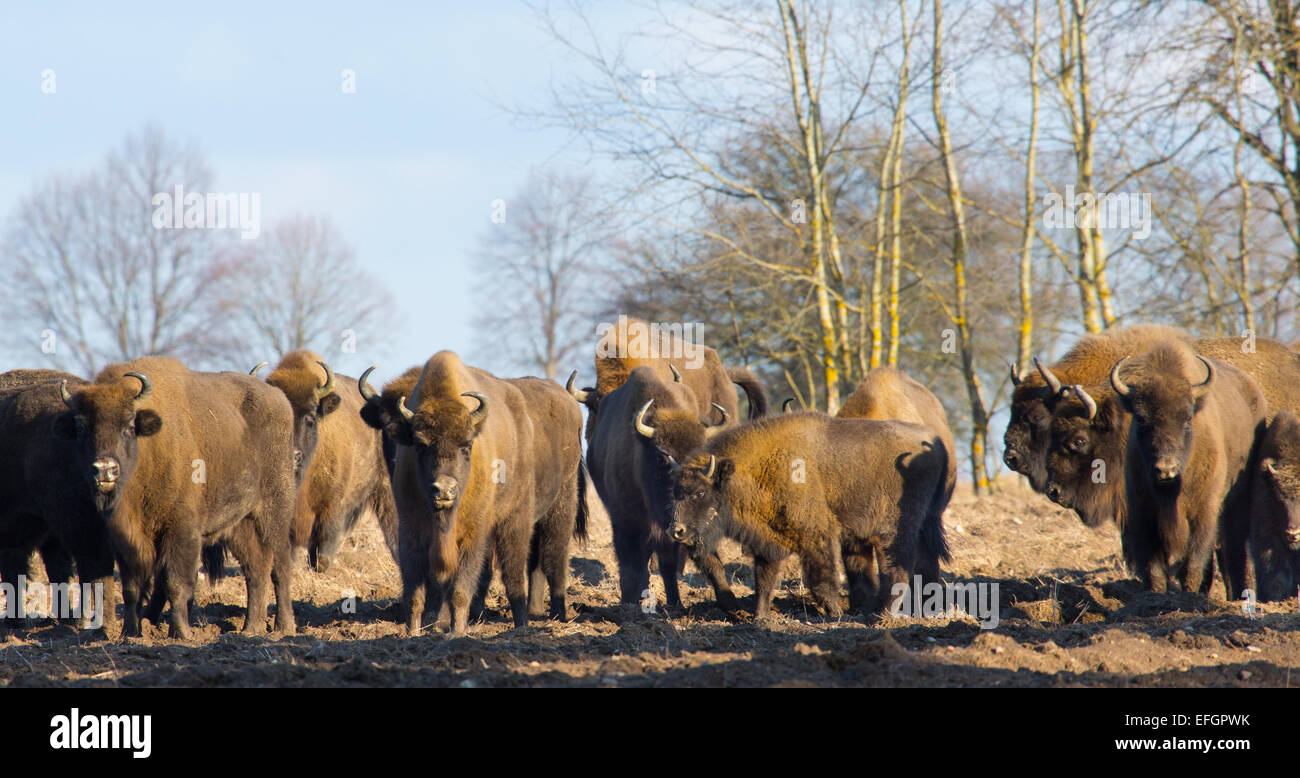 European Bison herd in snow less winter time against pine trees in sunset light Stock Photo