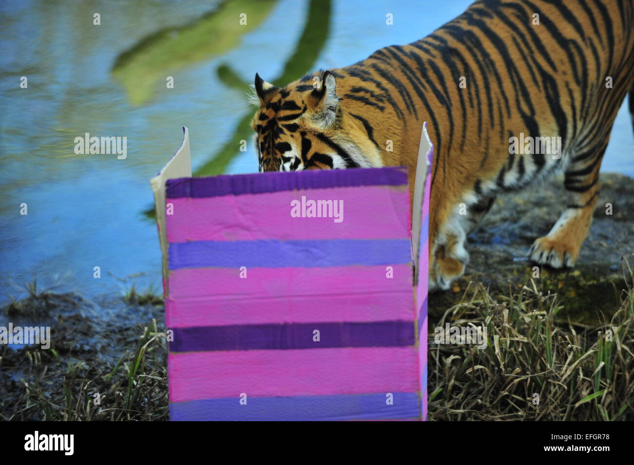ZSL, London Zoo, UK. 4th February, 2015. One year old Sumatran tiger