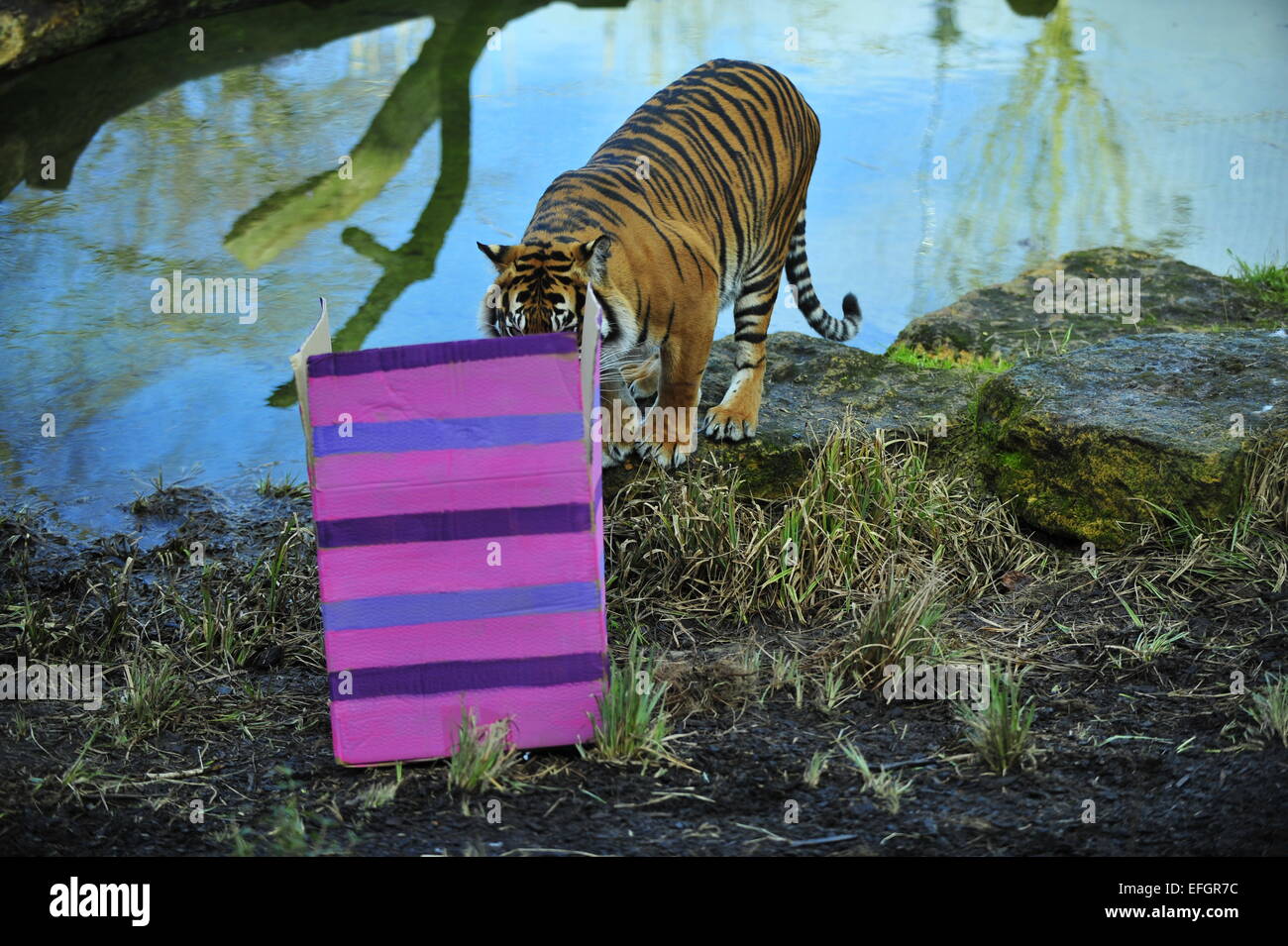 ZSL, London Zoo, UK. 4th February, 2015. One year old Sumatran tiger