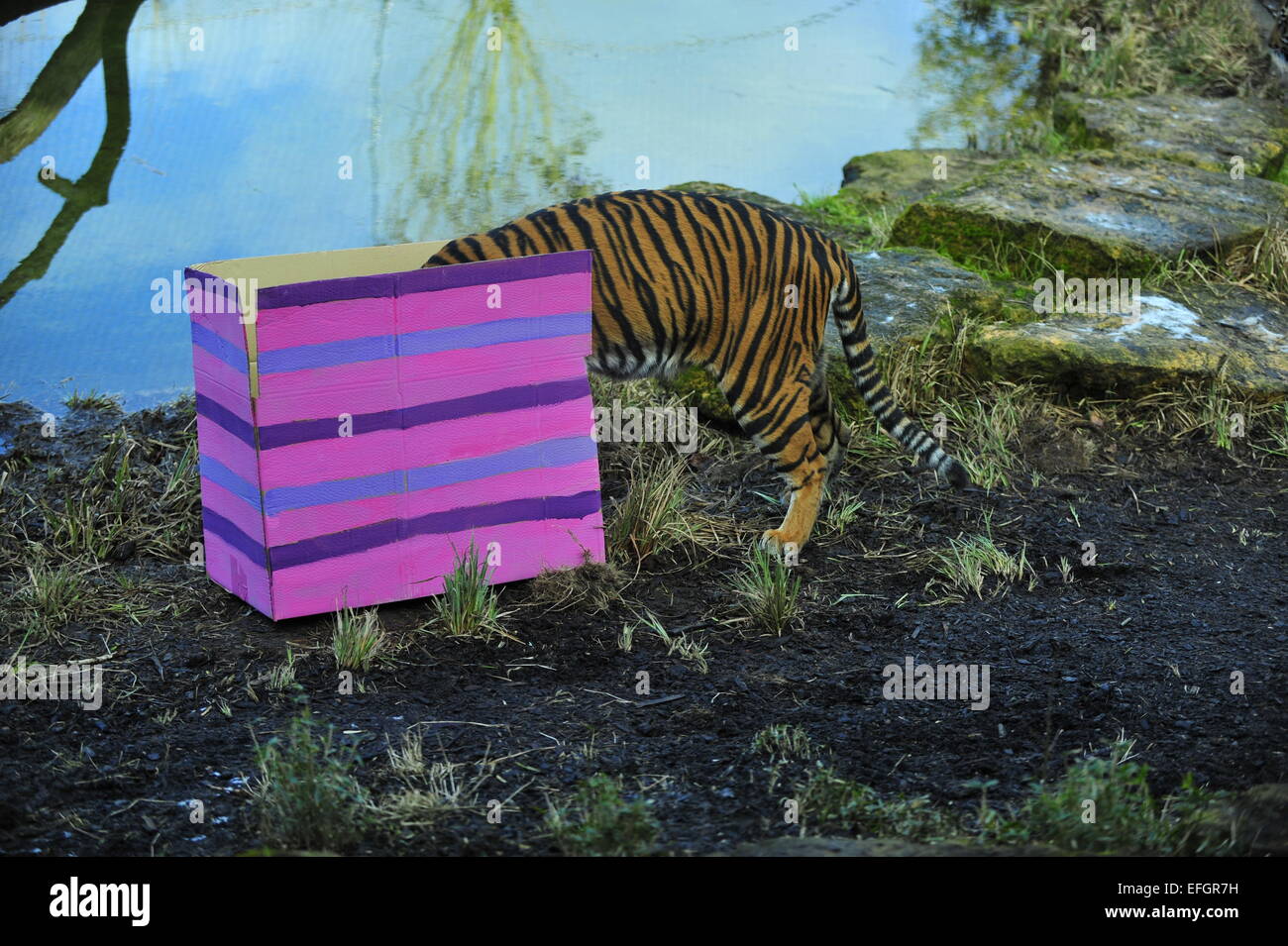ZSL, London Zoo, UK. 4th February, 2015. One year old Sumatran tiger