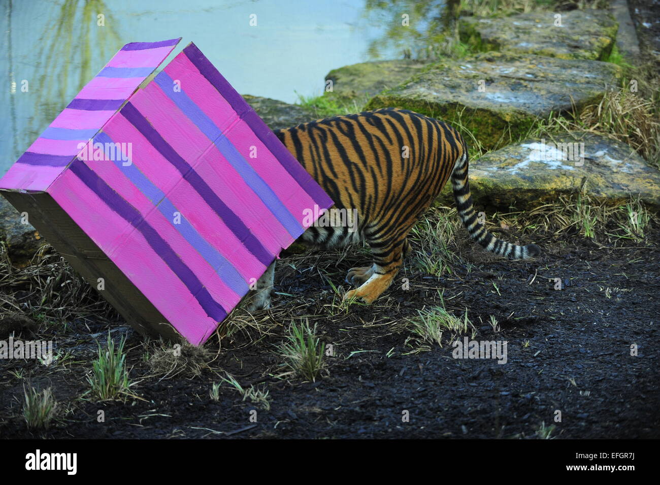 ZSL, London Zoo, UK. 4th February, 2015. One year old Sumatran tiger