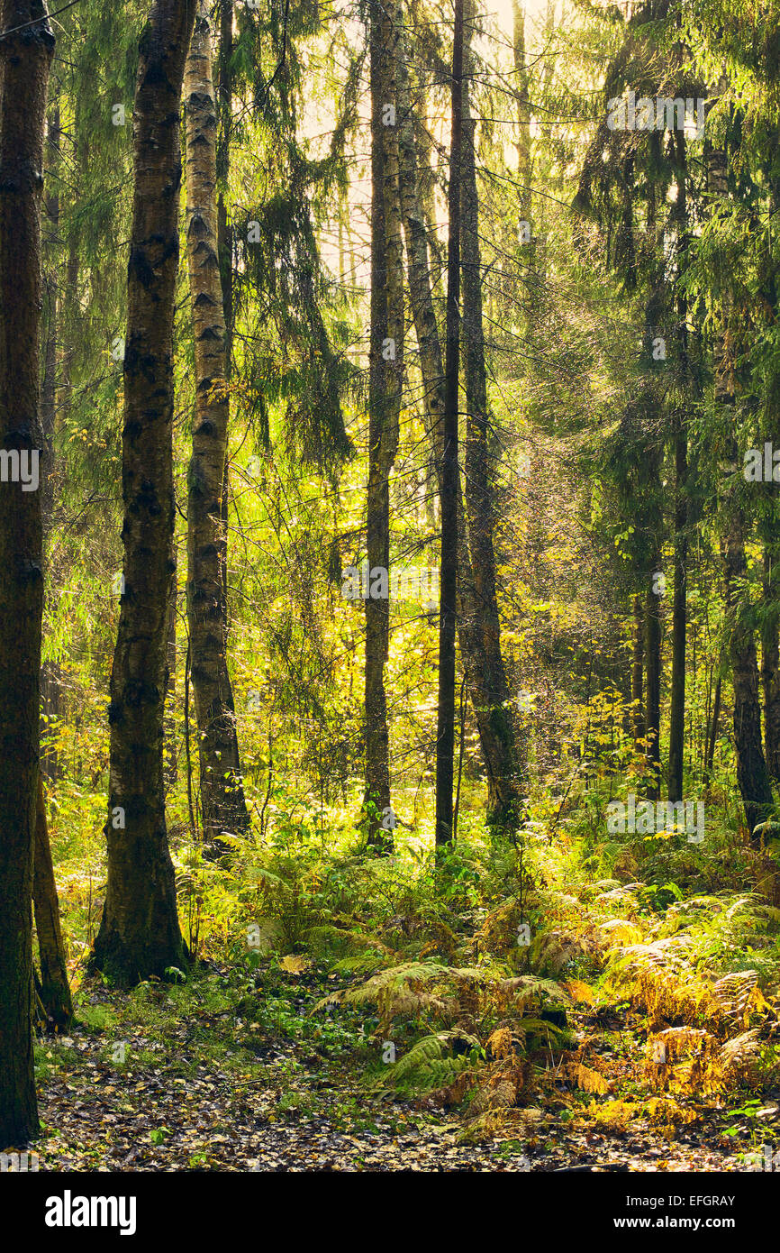 autumn forest thicket after rain with sunbeams Stock Photo