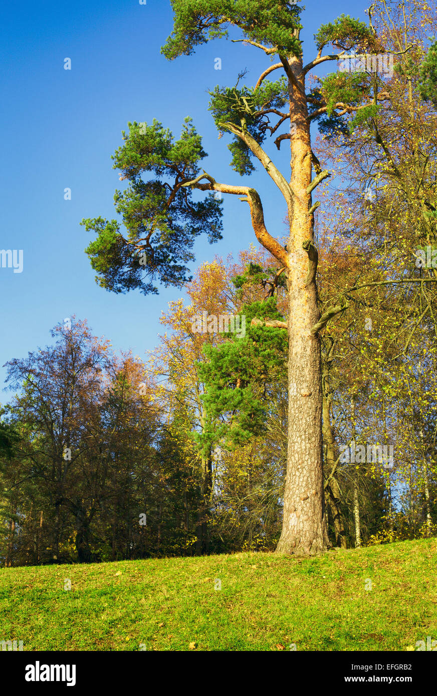 great pine tree in autumn forest at sunny day Stock Photo