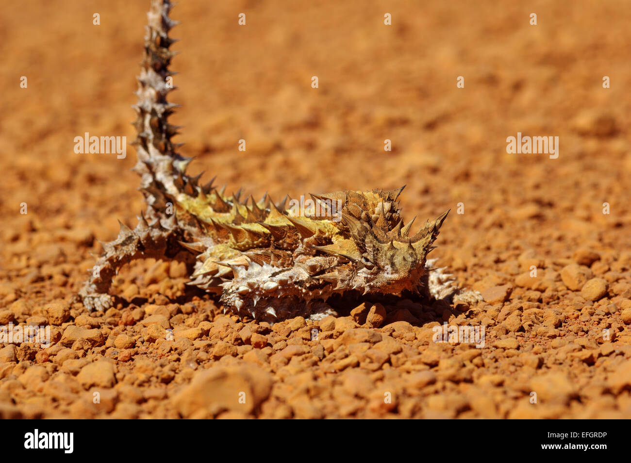 Thorny dragon or thorny devil (Moloch horridus) is an Australian lizard, this one was on an outback road in Western Australia. Stock Photo