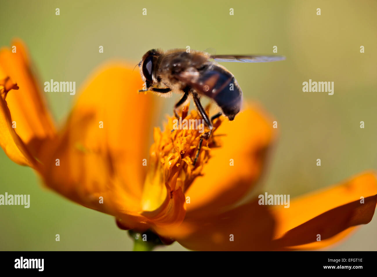 Honeybee collecting pollen from flower of Cosmos sulphureus Stock Photo