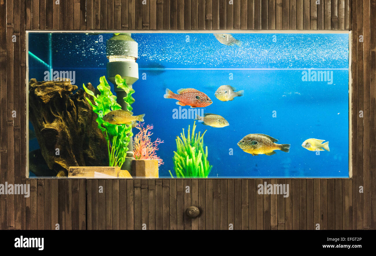 Aquarium wall clearance decor