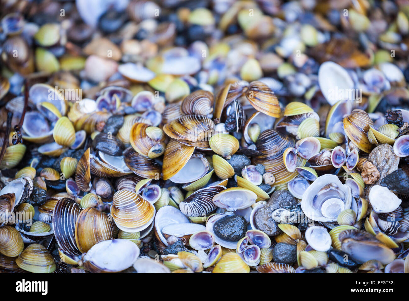 Freshwater mussels on the shores of the Aveyron river in France Stock Photo