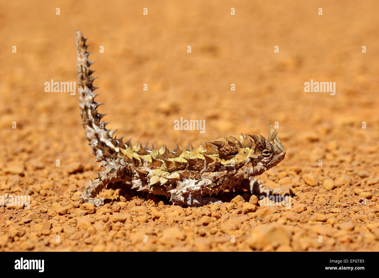 Thorny dragon or thorny devil (Moloch horridus) is an Australian lizard, this one was on an outback road in Western Australia. Stock Photo