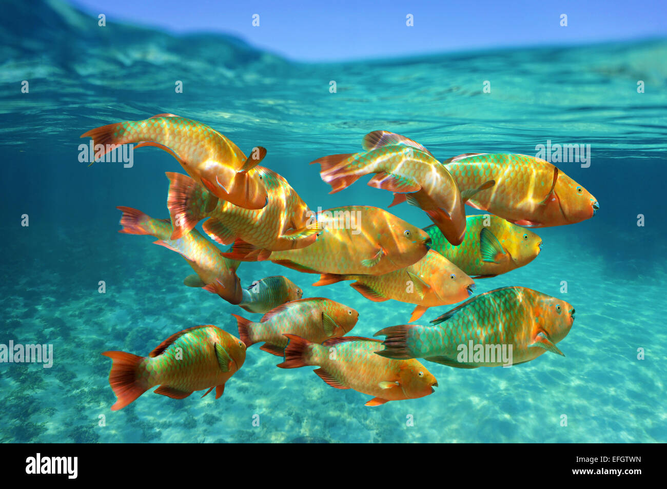 School of colorful tropical fish, Rainbow parrotfish, close to water