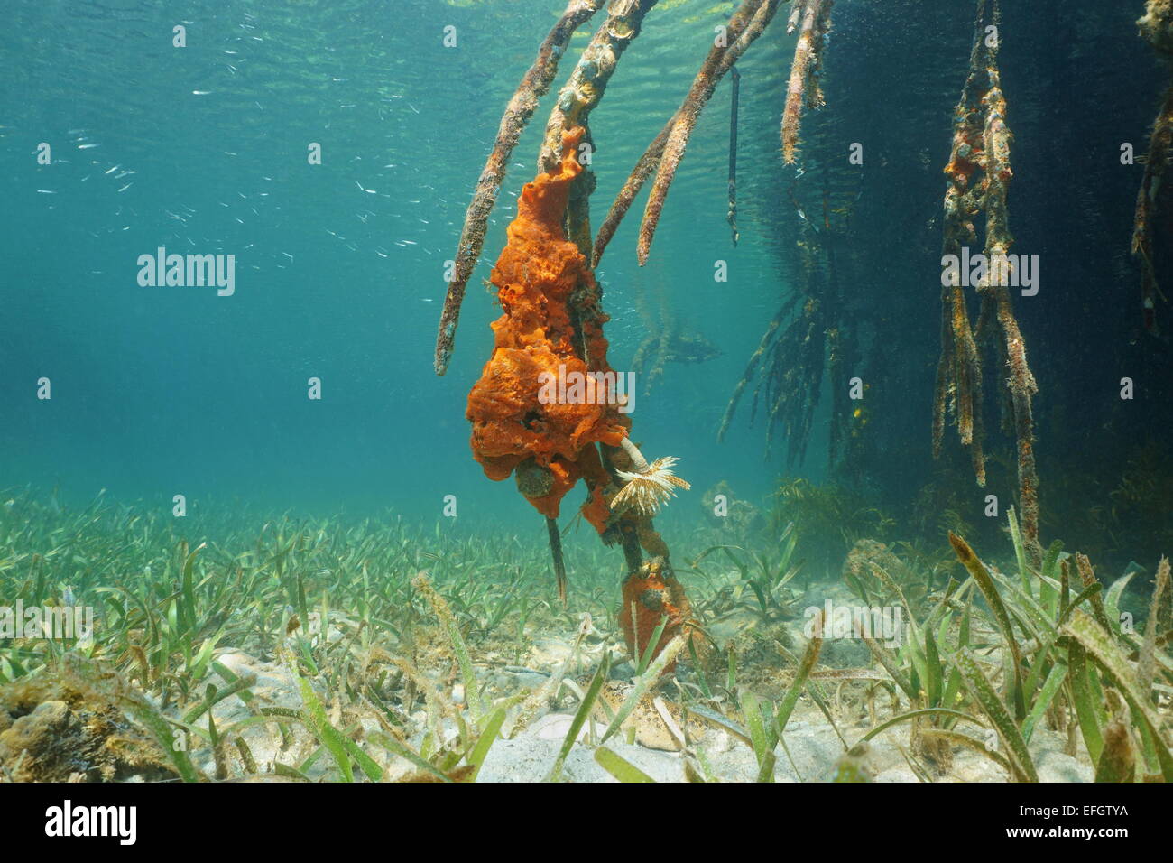 Underwater mangrove roots with red encrusting sponge and a feather duster worm, Caribbean sea, Panama Stock Photo