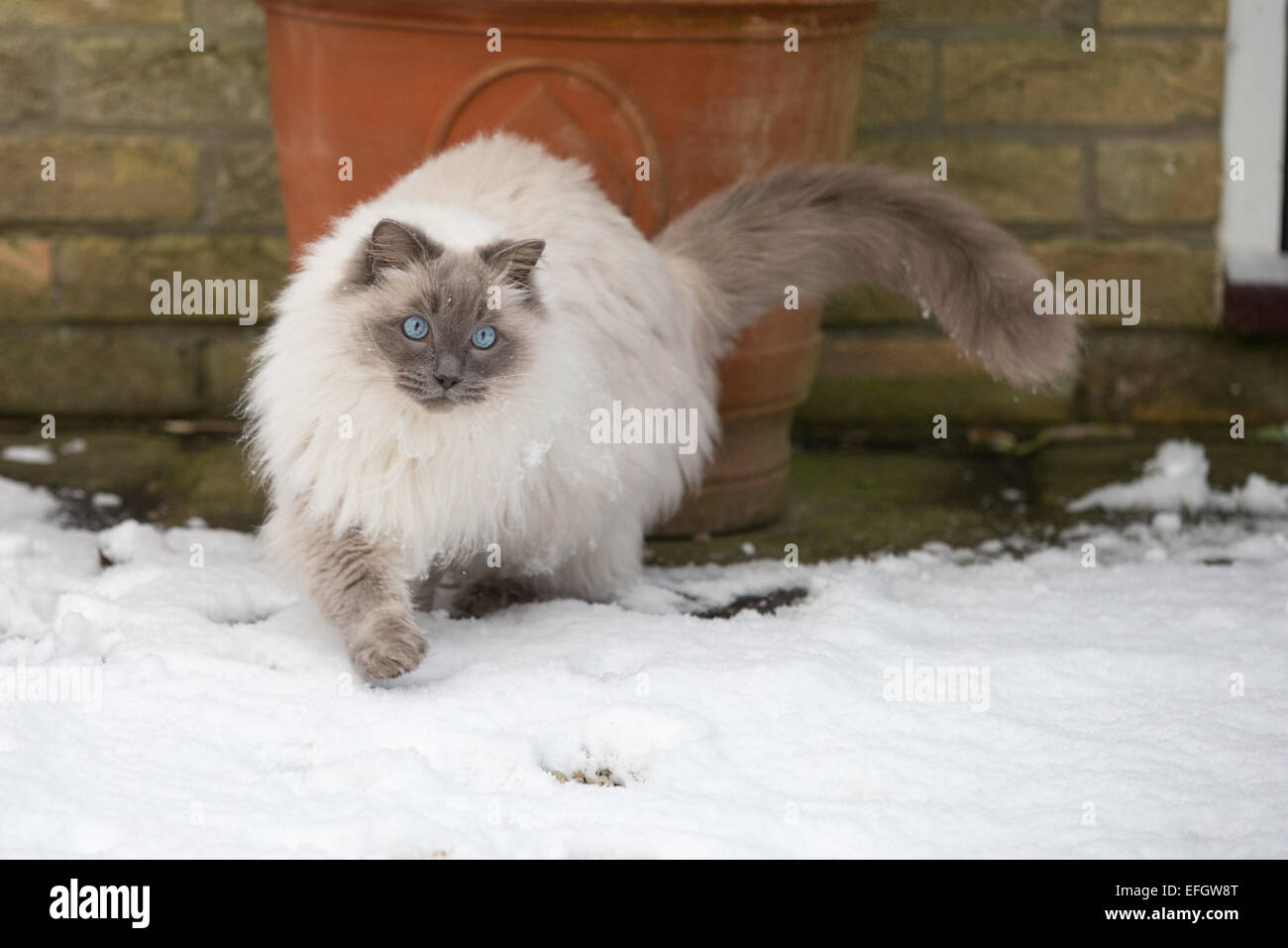 Rag doll cats hi-res stock photography and images - Alamy