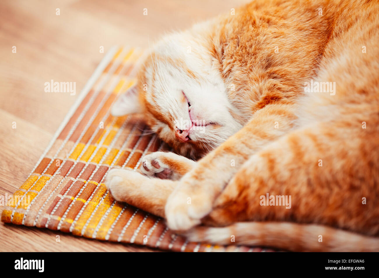 Peaceful Orange Red Tabby Cat Male Kitten Curled Up Sleeping In His Bed ...
