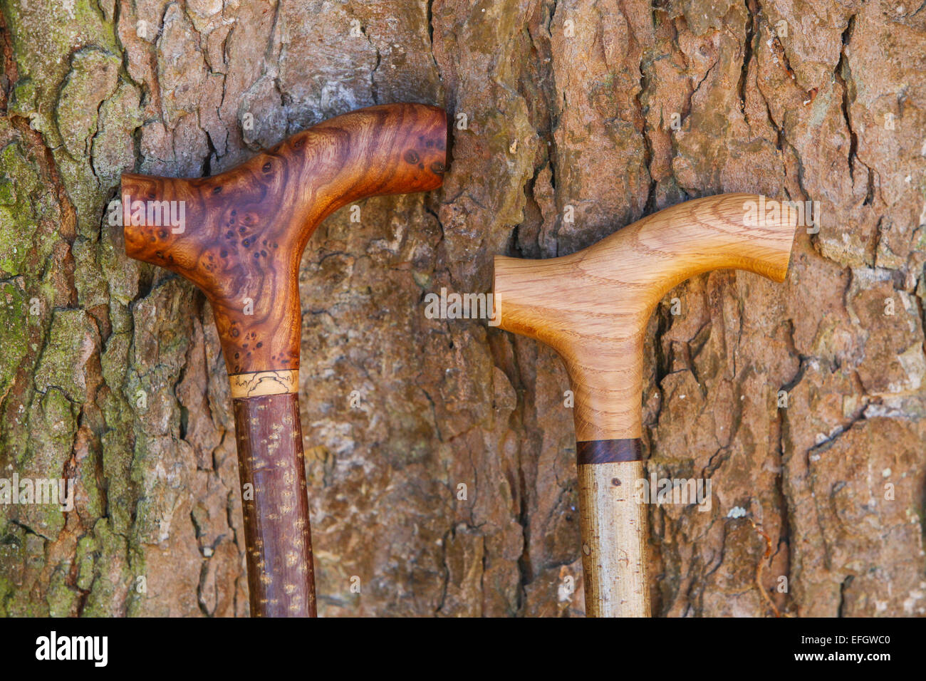 Traditional handcrafted walking sticks with burr elm and oak wood derby handles Stock Photo