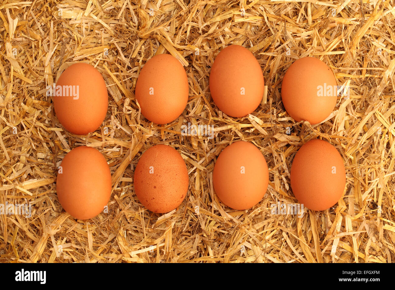 Eight brown chickens eggs on a bed of straw Stock Photo