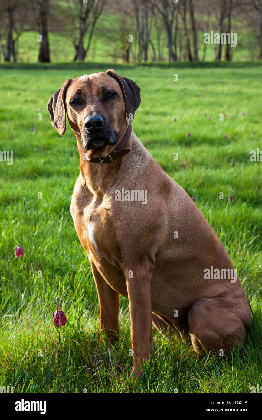 Rhodesian Ridgeback in a meadow with snakeshead fritillaries (Fritillaria meleagris) Stock Photo