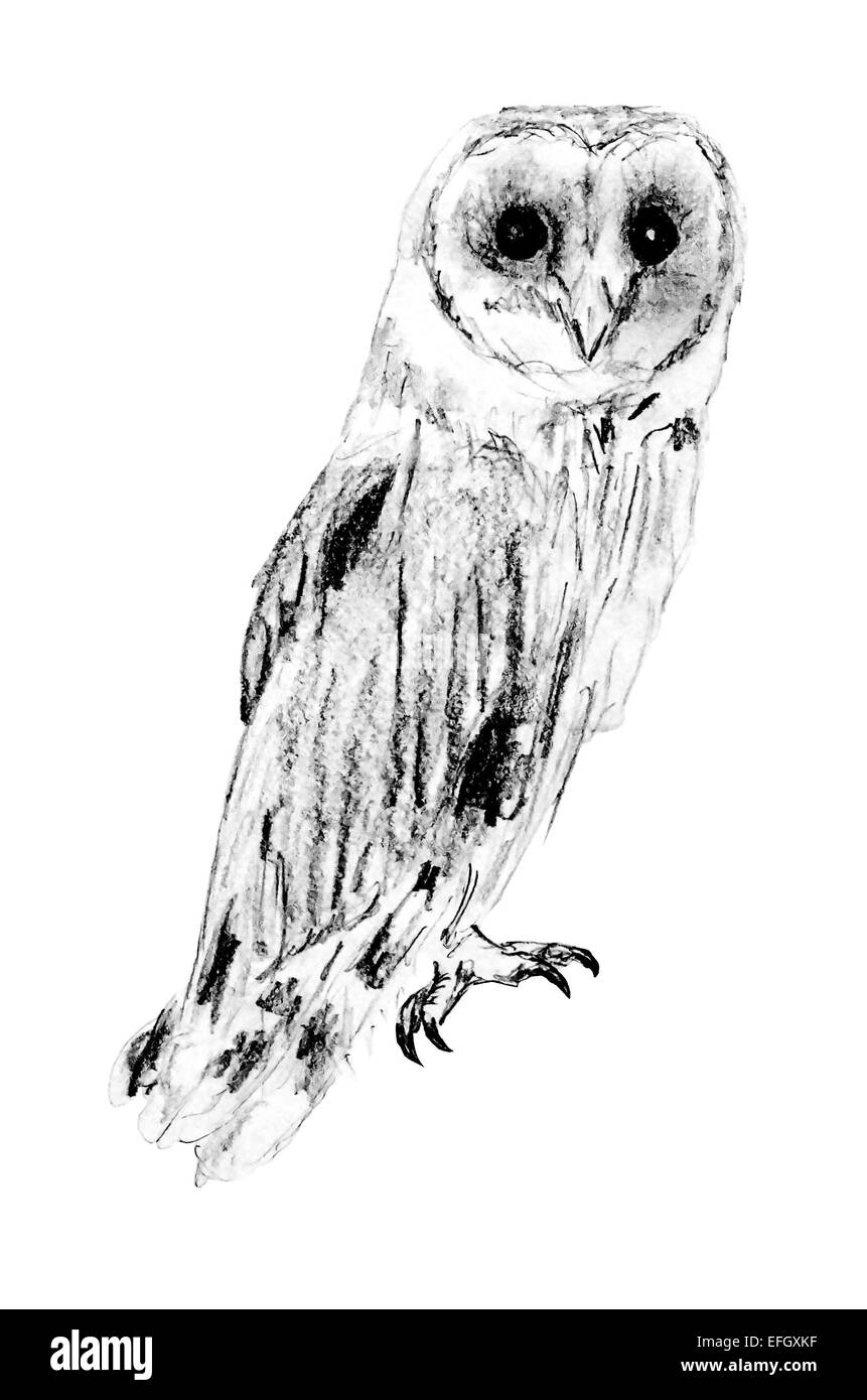 Drawing of sitting barn owl (Tyto alba) Stock Photo