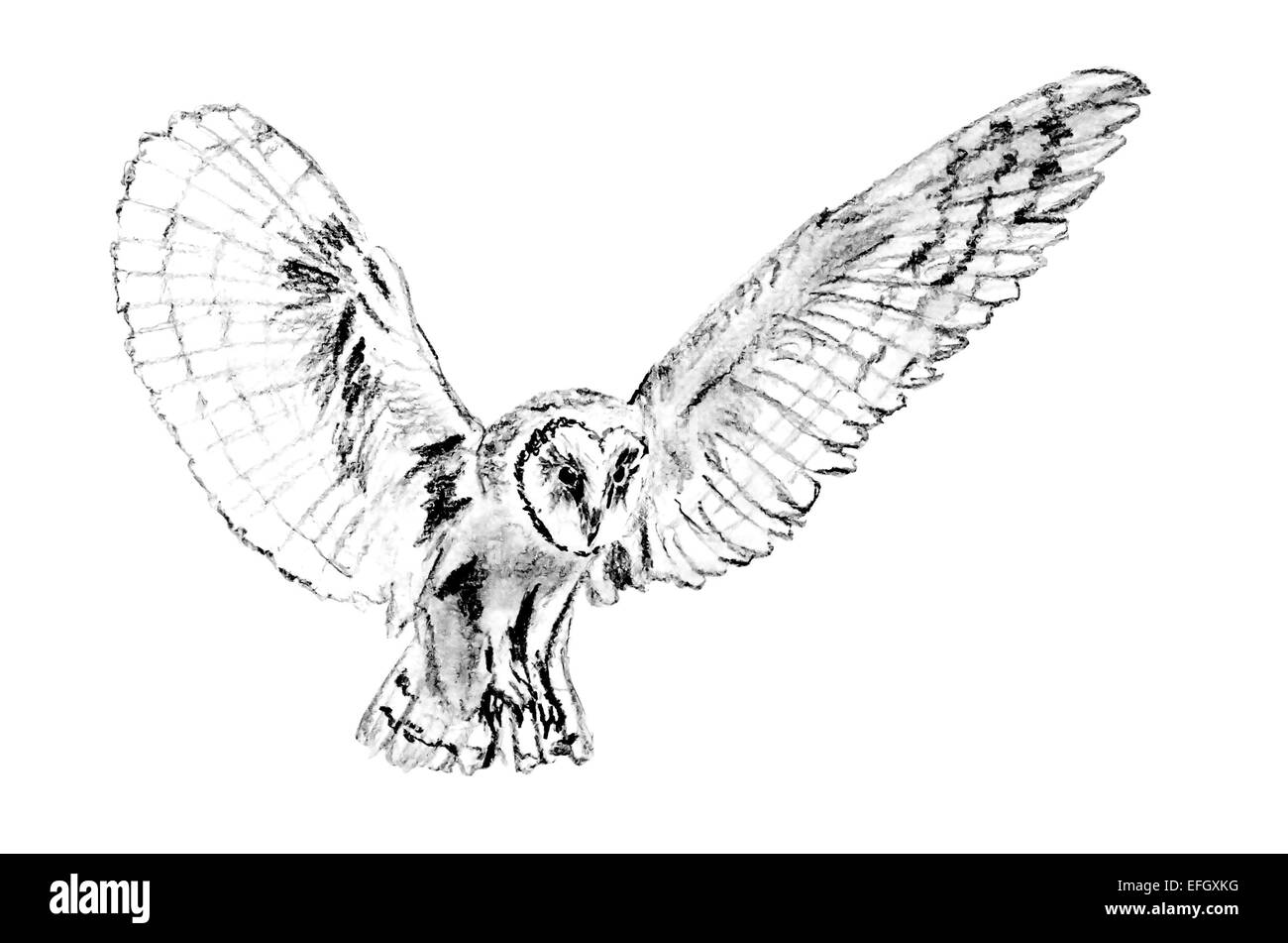 Drawing of flying barn owl (Tyto alba) Stock Photo