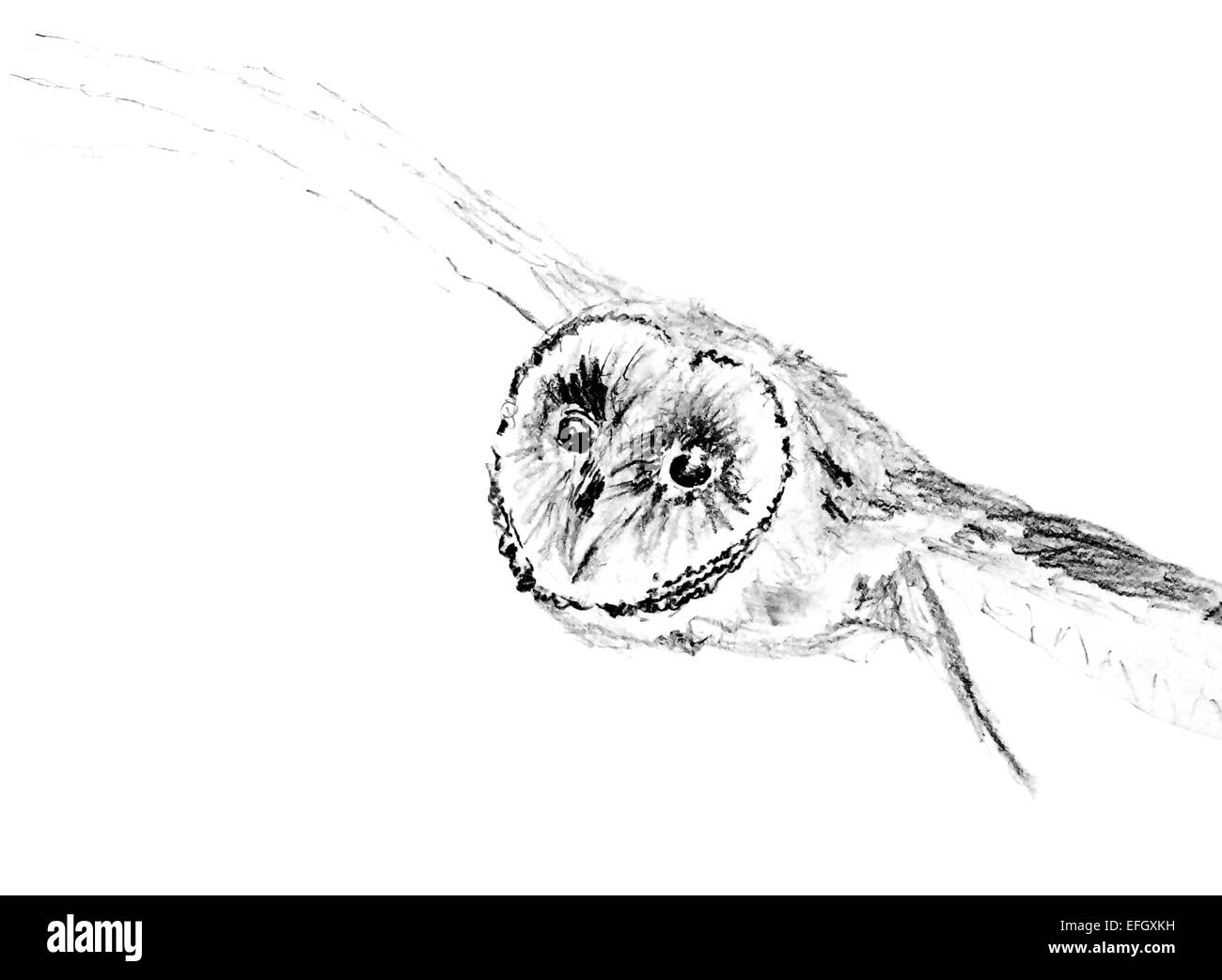 Drawing of flying barn owl (Tyto alba) Stock Photo