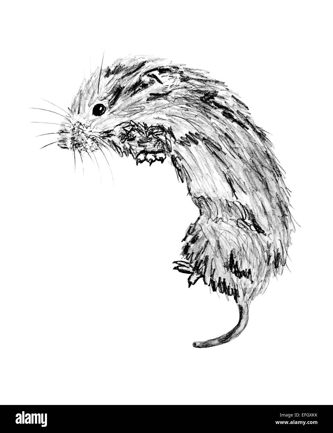Drawing of the common vole Stock Photo