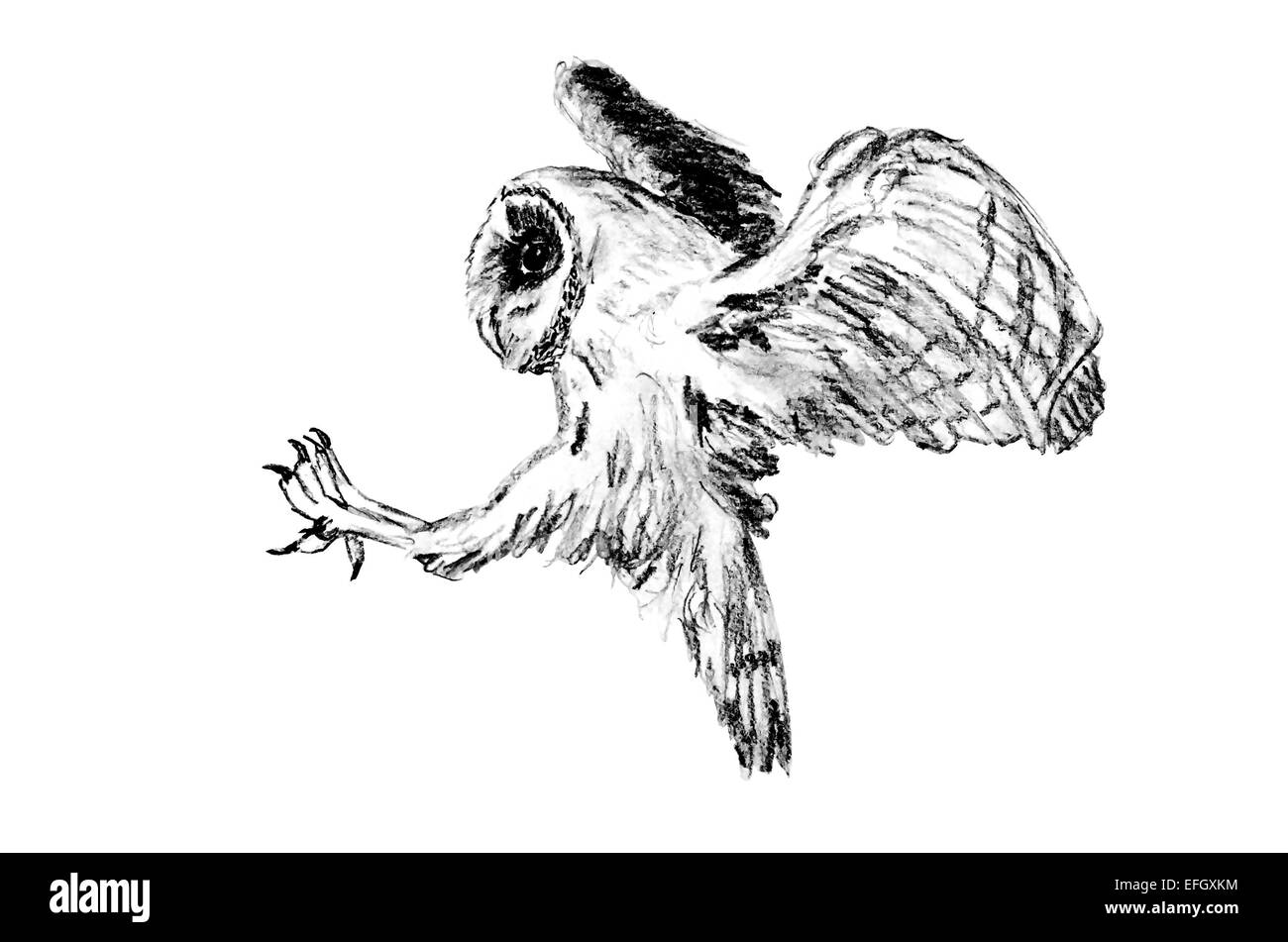 Drawing of attacking barn owl (Tyto alba) Stock Photo