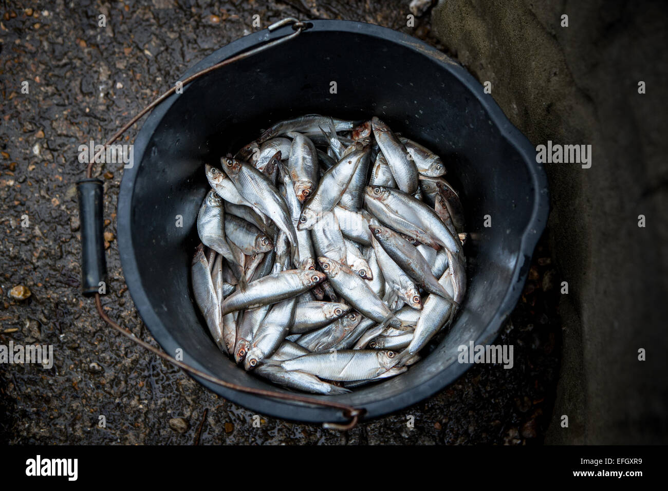 Bucket of fish to feed penguins Stock Photo Alamy