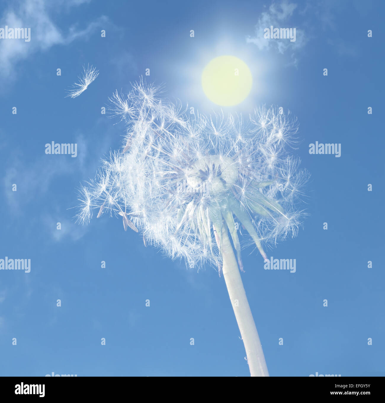 A Dandelion against a Sunny blue sky. The word dandelion is from the French language and means 'lions tooth'. The dandelion is completely edible Stock Photo